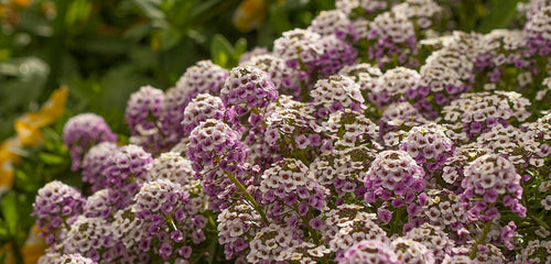 Sweet Alyssum