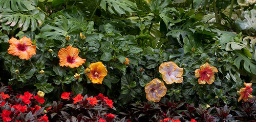 Hibiscus, Tropical