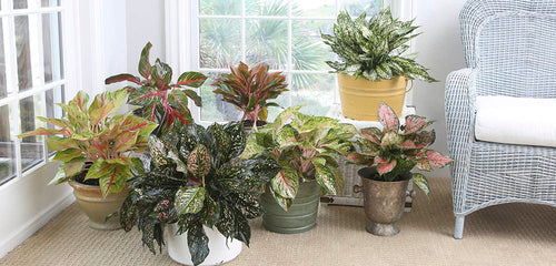 Colorful Aglaonema