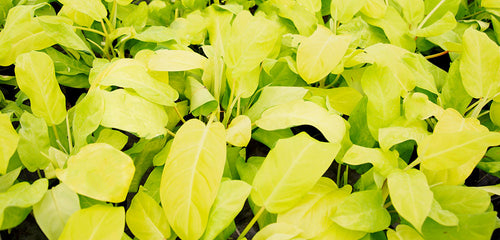 Golden Goddess Philodendron