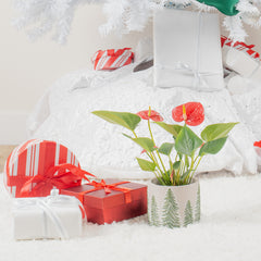 Red flowering anthurium in decorative pot in front of Christmas tree