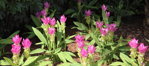 Curcuma