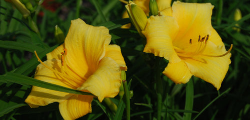 Daylily