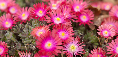 Ice Plant