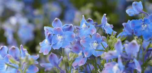 Delphinium