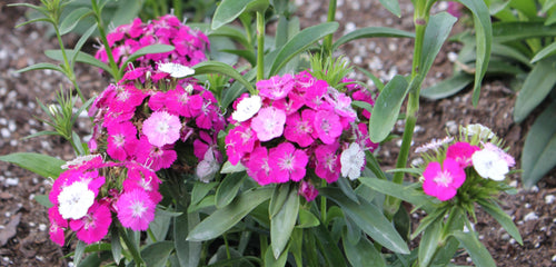 Dianthus, Annual