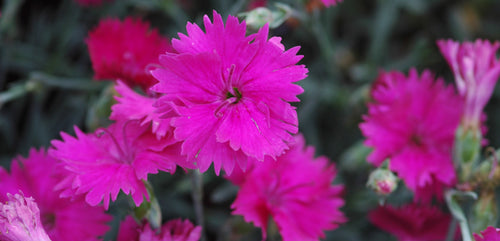 Dianthus, Perennial