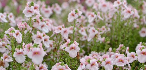 Diascia