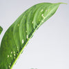 Dieffenbachia Crocodile | medium