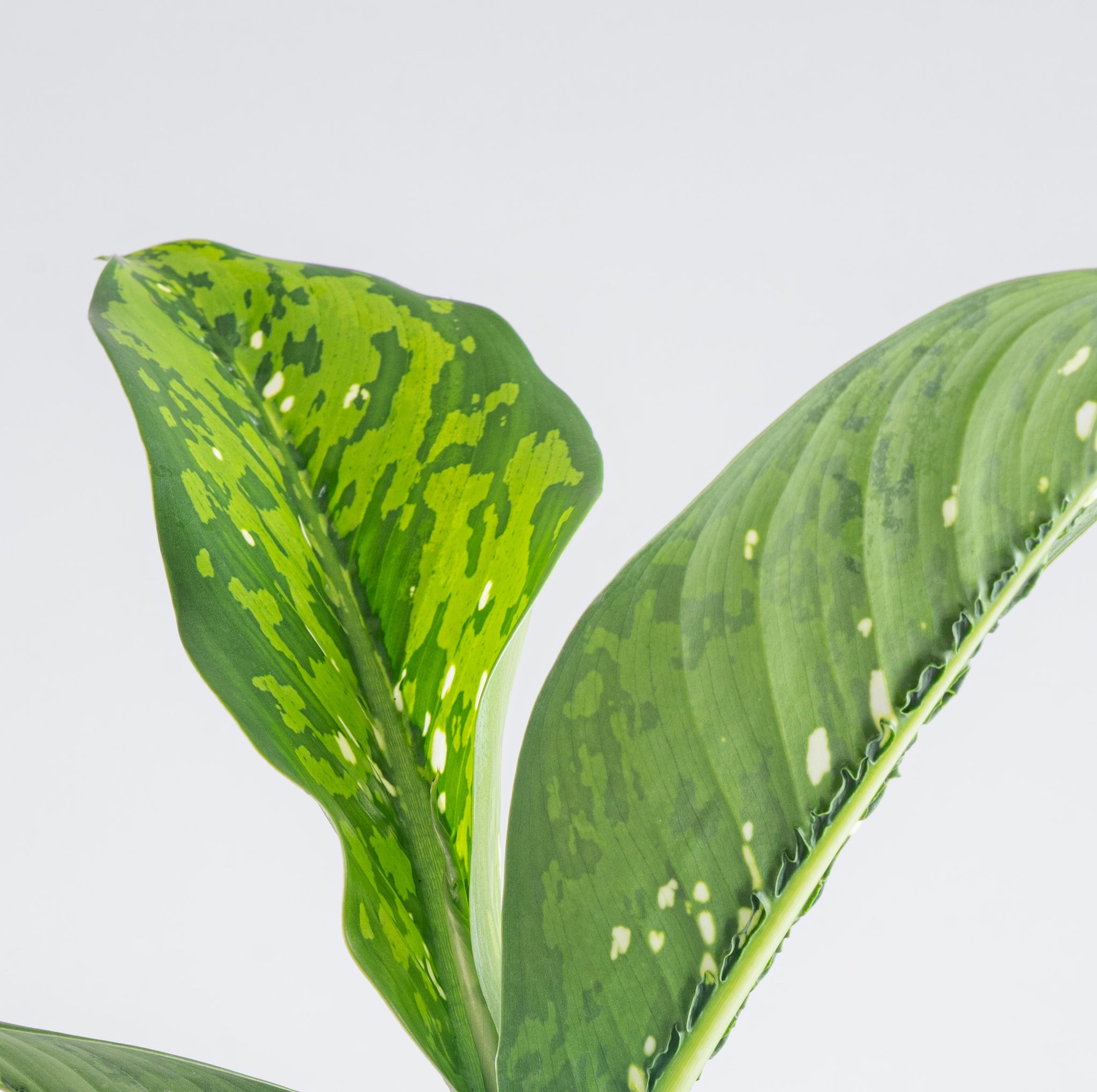 Dieffenbachia Crocodile | medium