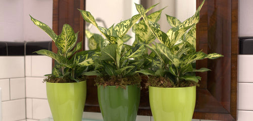 Dieffenbachia