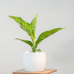 Dieffenbachia Crocodile houseplant in white ceramic pot