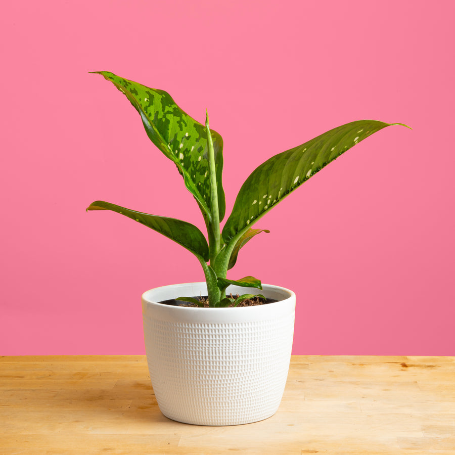 diffenbachia crocodile plant in a 6in white ceramic textured planter on a bright pink background