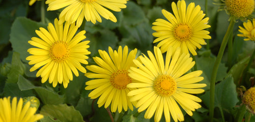 Doronicum