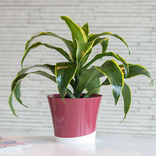 Dorado Dracaena