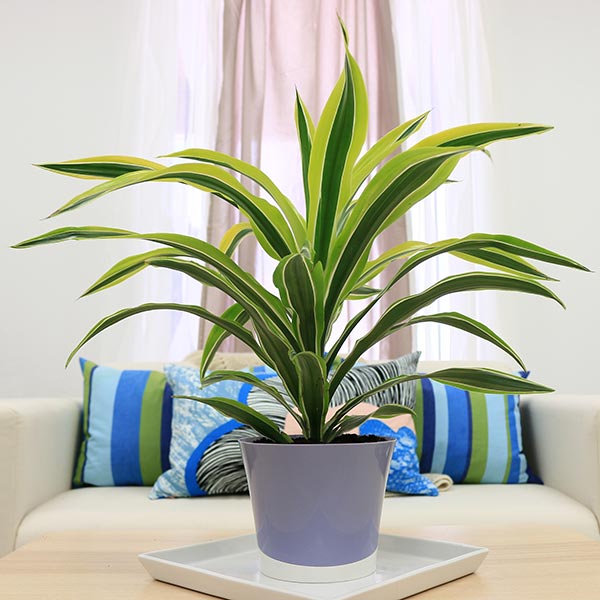 Lemon Lime Dracaena