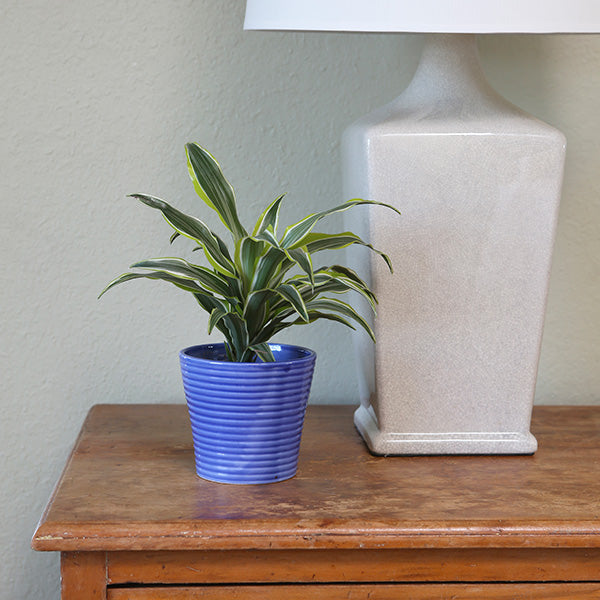 Lemon Surprise Dracaena