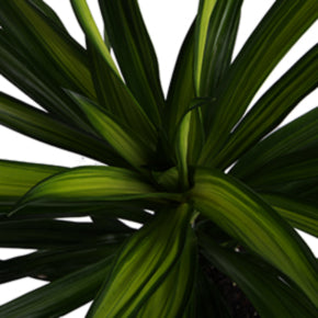 Rikki Dracaena