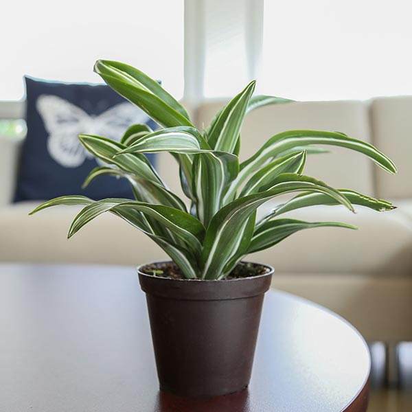 White Jewel Dracaena