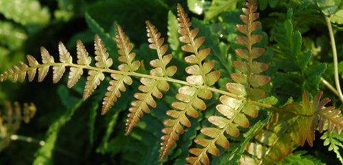 Wood Fern