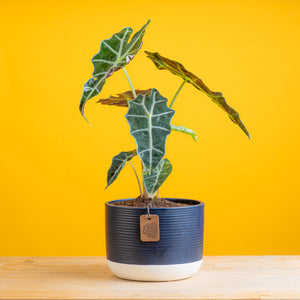 alocasia polly plant in a navy blue and white two tone pot. the plant is set against a bright yellow background