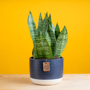 Snake Plant | medium