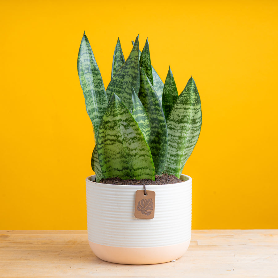 Snake Plant | medium