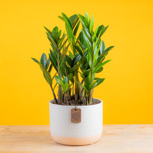 ZZ Plant | medium