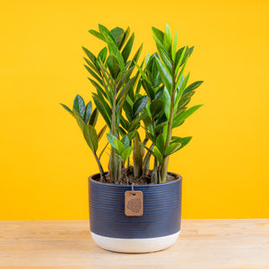 ZZ Plant | medium