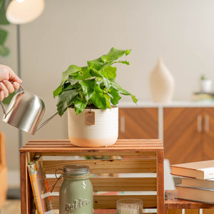 calathea network plant in cream two tone pot being watered by a person in a brightly lit living room