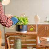 golden pothos plant in two tone white and navy pot, being cleaned by someone in their brightly lit living room 