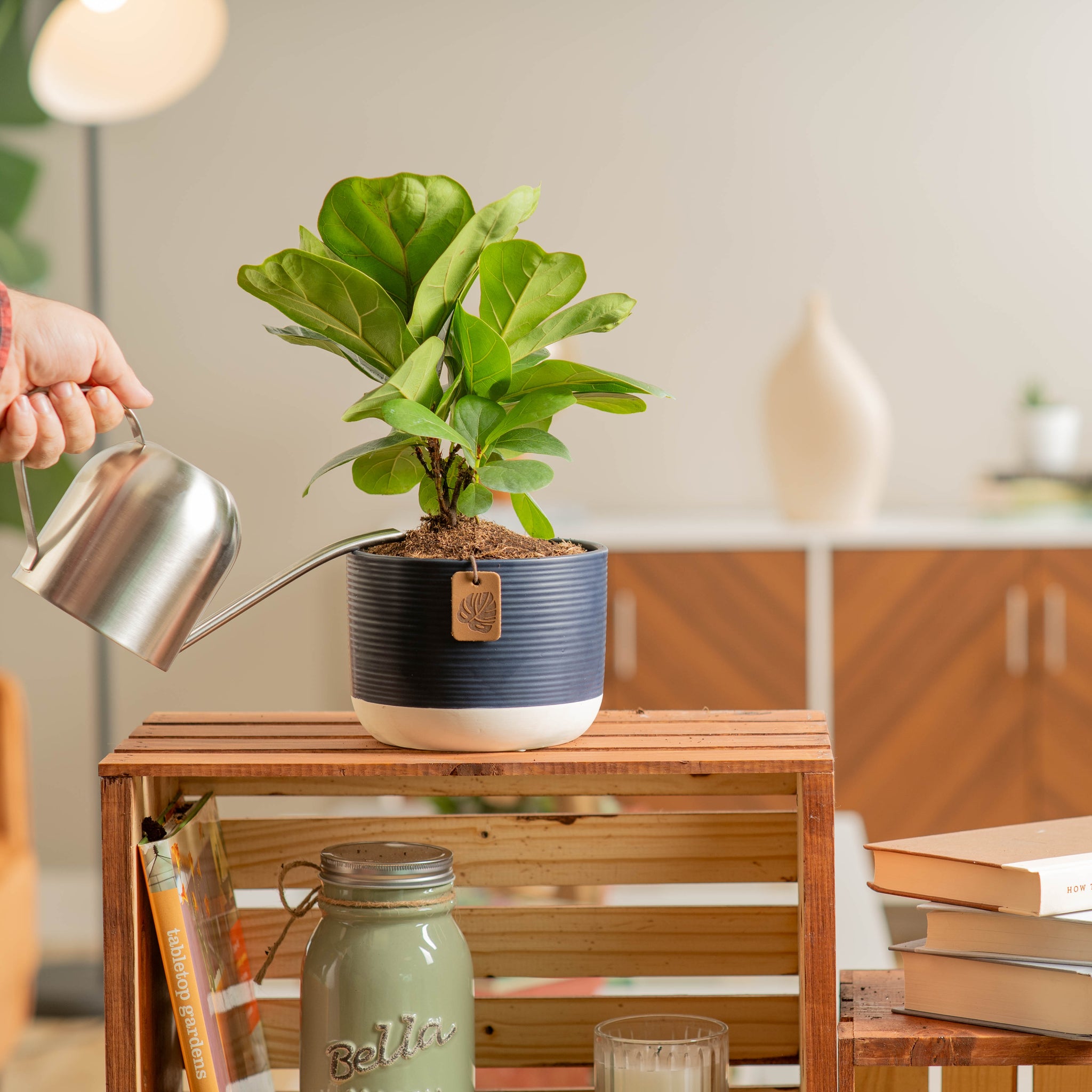 little fiddle leaf fig plant being cared for by someone in their brightly lit living room, plant is in a two tone navy and white pot 