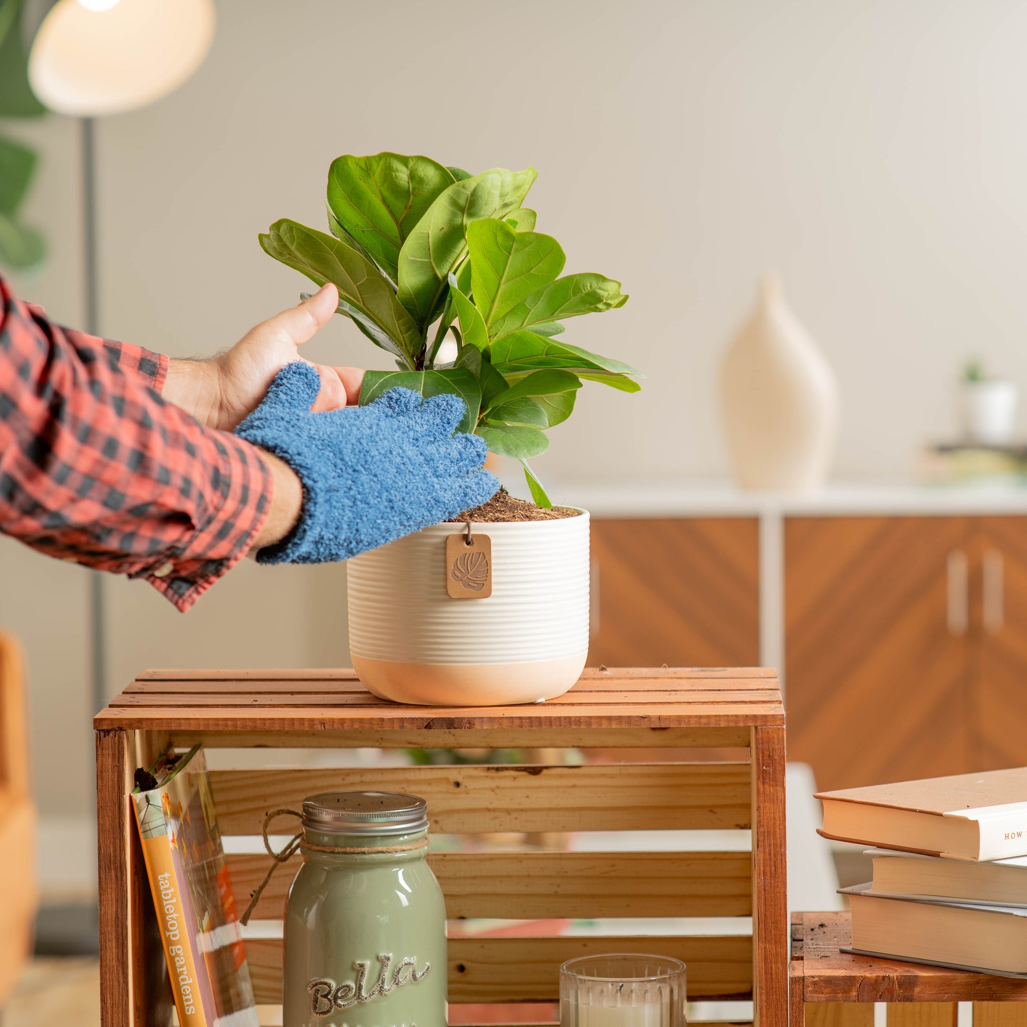 little fiddle leaf fig plant being cared for by someone in their brightly lit living room, plant is in a two tone cream and white pot 