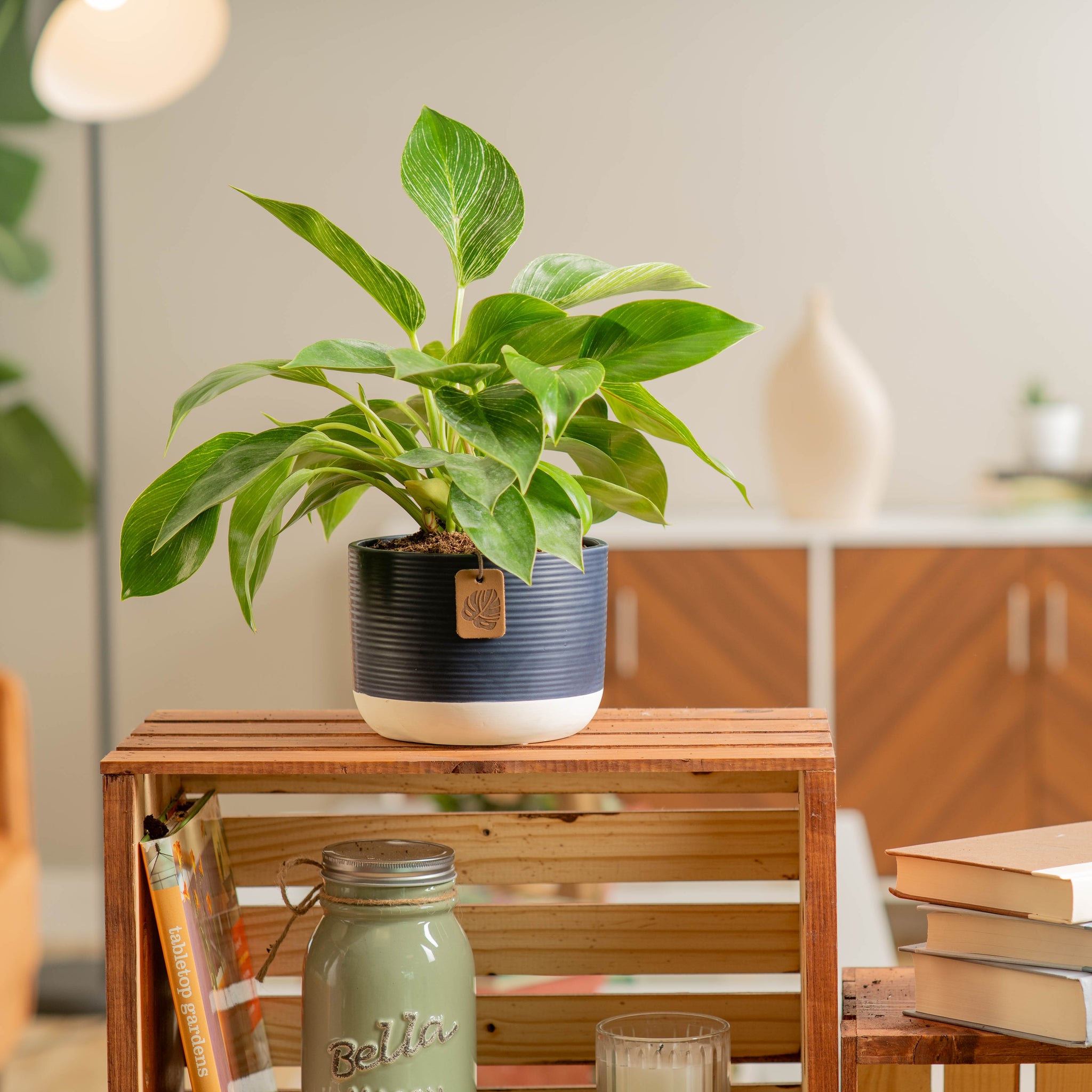 philodendron birkin plant in a two tone navy and white pot, on top of a wooden table in someones brightly lit living room 