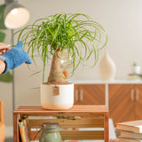 ponytail palm in cream and white planter being cared for by someone in their brightly lit living room 