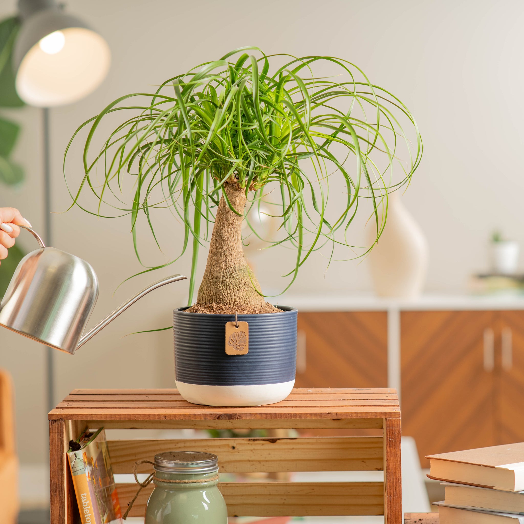 ponytail palm plant in navy and white planter being watered by someone in their brightly lit living room 