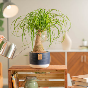 ponytail palm plant in navy and white planter being watered by someone in their brightly lit living room 