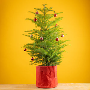 3-4 foot tall norfolk island pine in a washable red paper pot, decorated with festive red and white ornaments, set against a bright yellow background