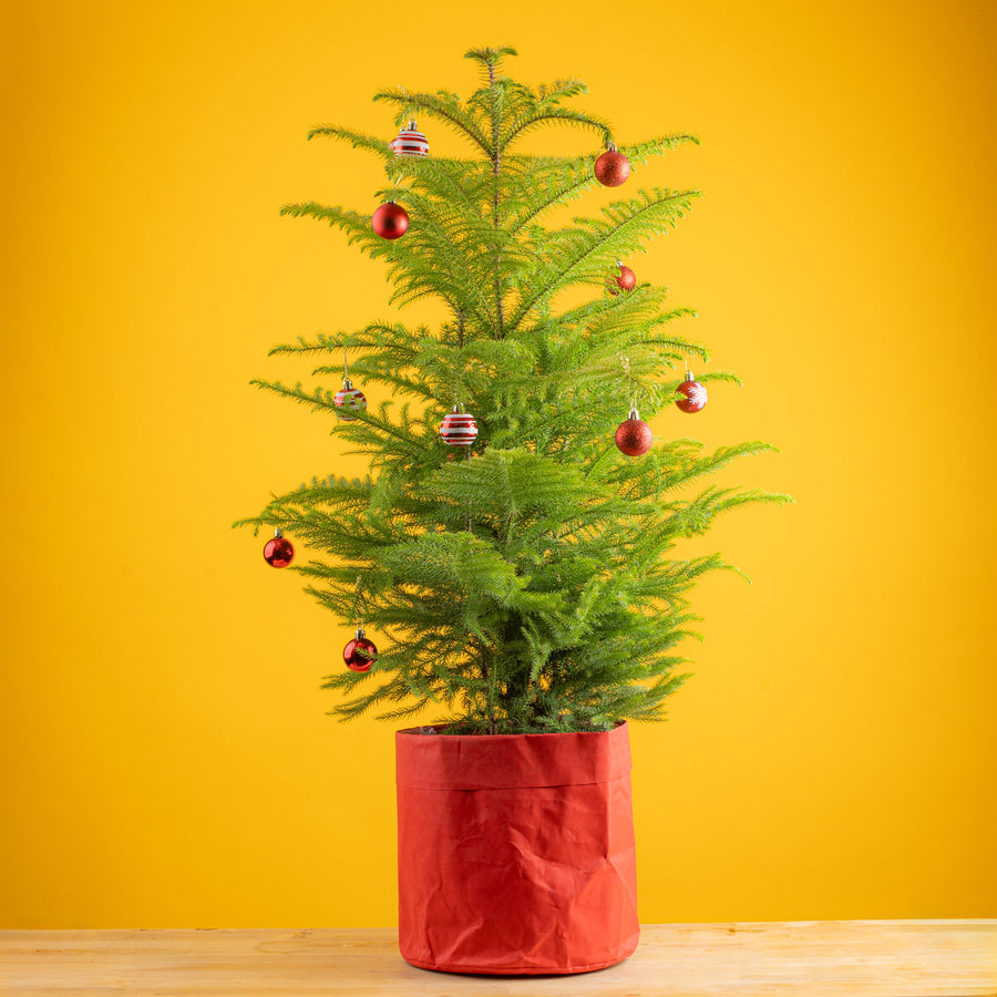 3-4 foot tall norfolk island pine in a washable red paper pot, decorated with festive red and white ornaments, set against a bright yellow background