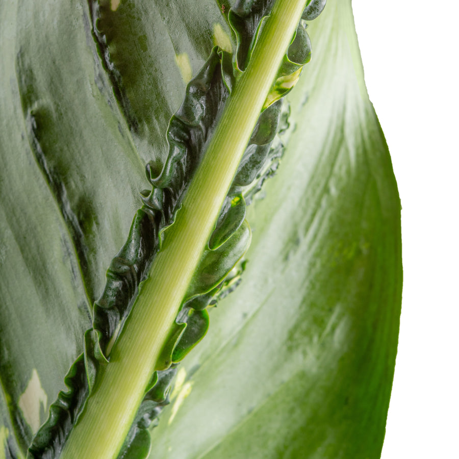 detailed view of the underside of dieffenbachia crocodile leaves, to see the interesting ridges formed under the leaves that looks like reptile skin