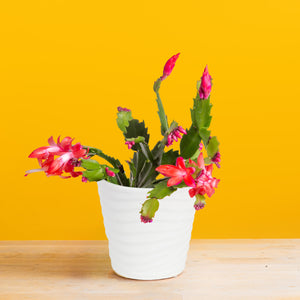 small holiday cactus with red and pink blooms in wave textured white pot set against a bright yellow background 