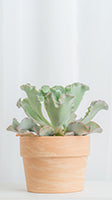 Echeveria First Lady, a succulent grown as a houseplant in a terra-cotta pot.