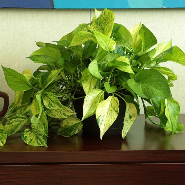 Jessenia Pothos