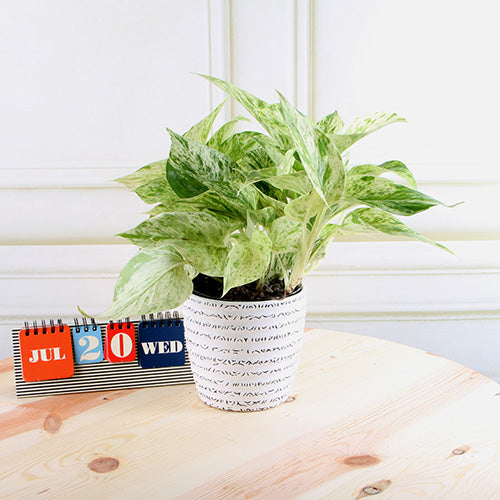 Marble Queen Pothos