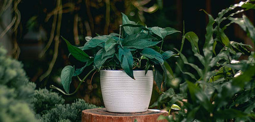 Baltic Blue Pothos