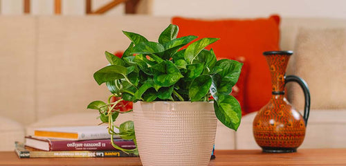 Global Green Pothos