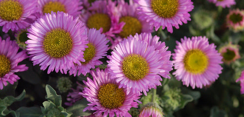 Fleabane