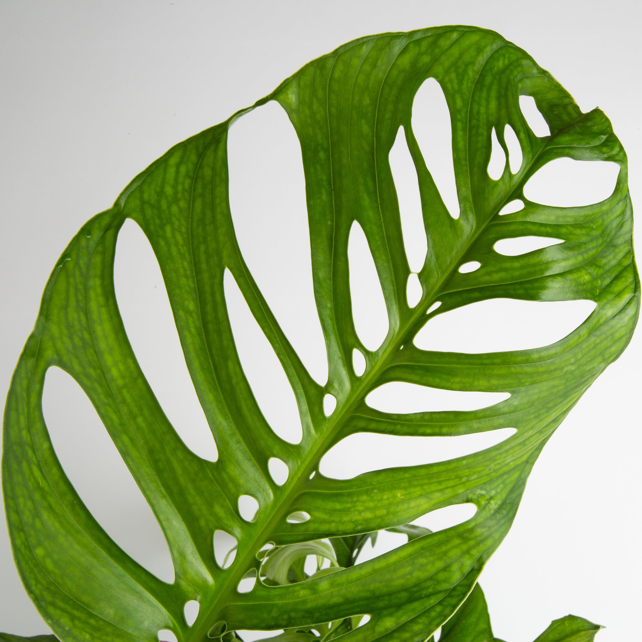 dramatic close up of all the holes, or "fenestrations" featured on the monstera esqueleto leaves