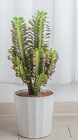 Euphorbia trigona Rubra in a white plastic pot, grown as a houseplant