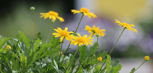 Bush Daisy